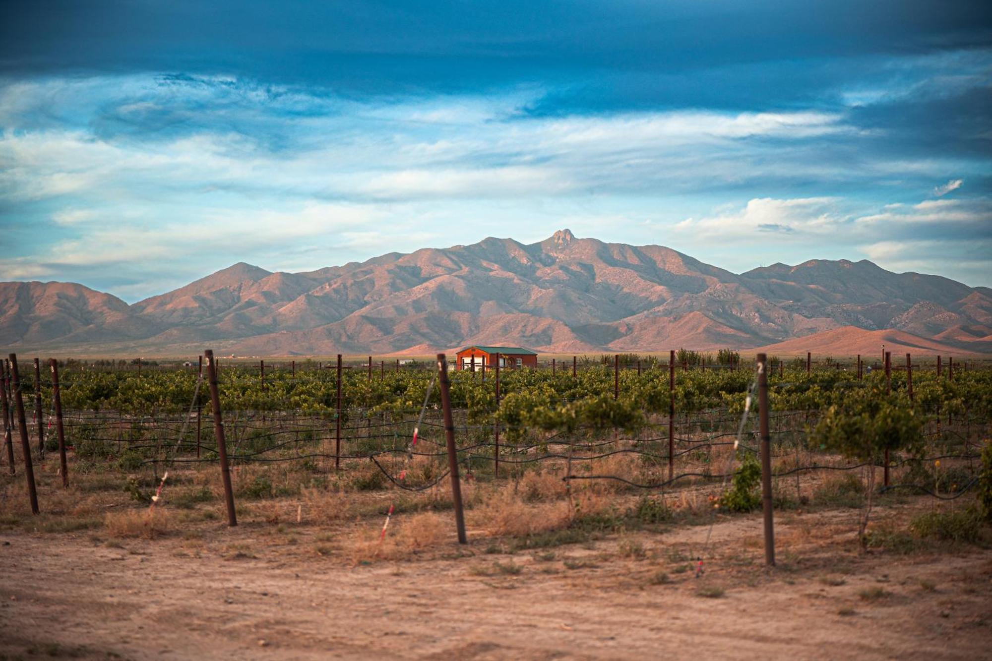 Casa Barbera At Tirrito Farm Villa Willcox Buitenkant foto