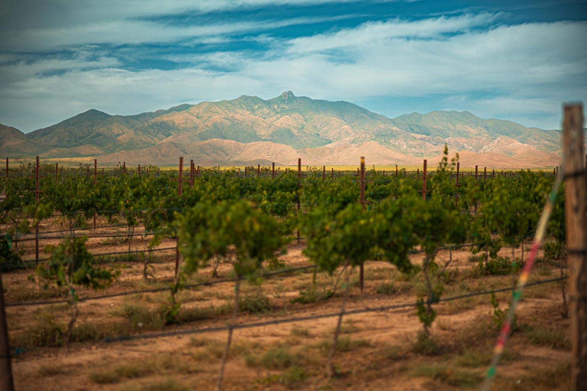 Casa Barbera At Tirrito Farm Villa Willcox Buitenkant foto
